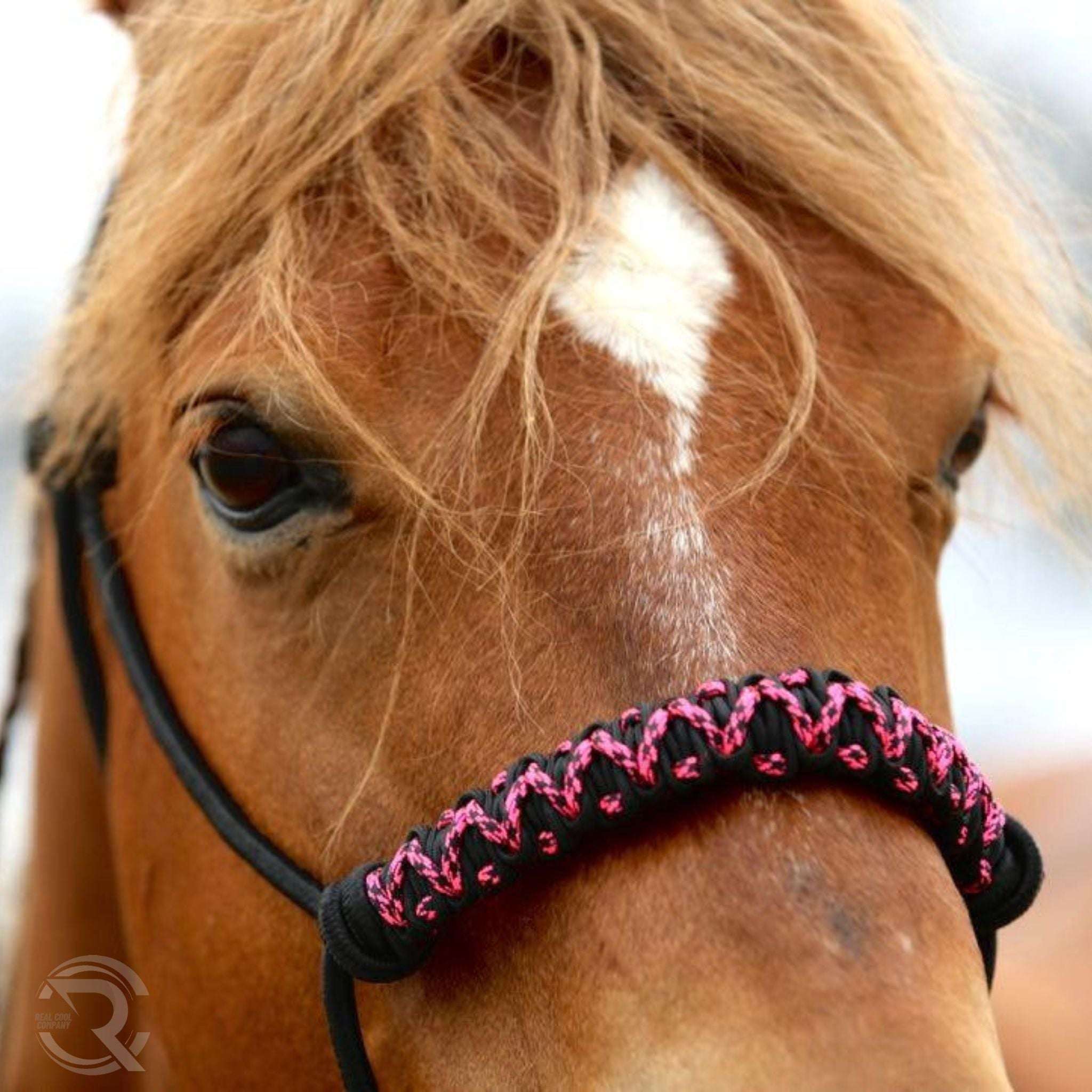 horse named 